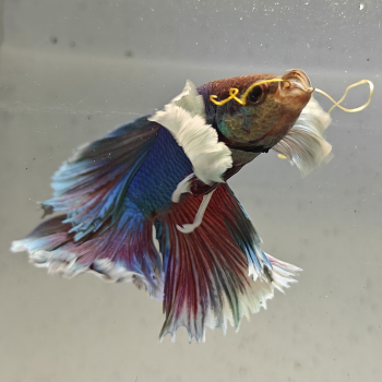 betta splendens man