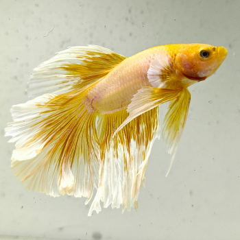 betta splendens man