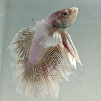 betta splendens man