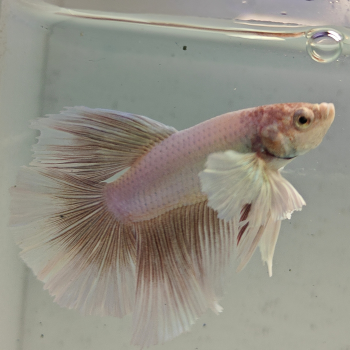betta splendens man