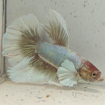 betta splendens man