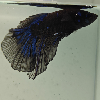 betta splendens man