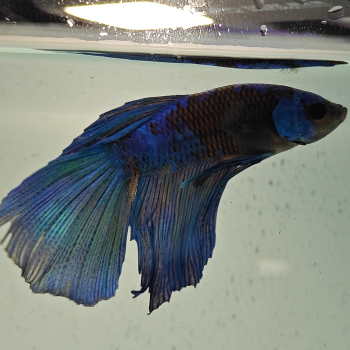 betta splendens man