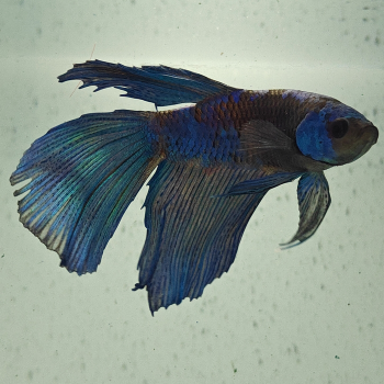betta splendens man