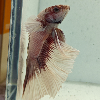 betta splendens man