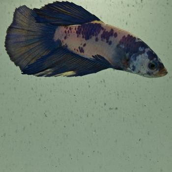 betta splendens man