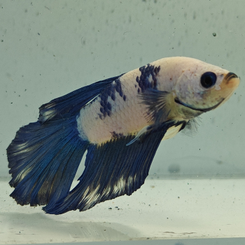 betta splendens man