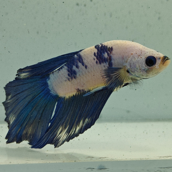 betta splendens man