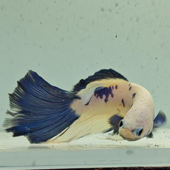 betta splendens man