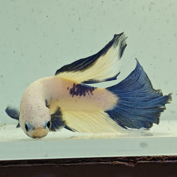 betta splendens man