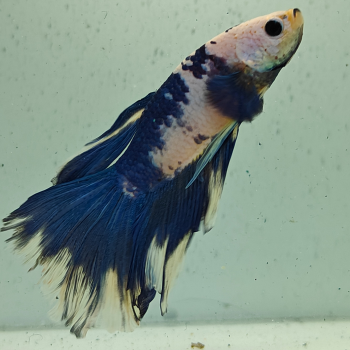 betta splendens man