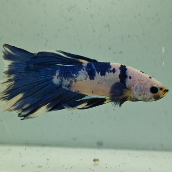 betta splendens man
