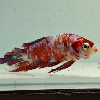 betta splendens man