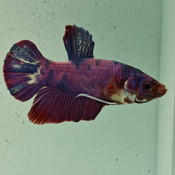 betta splendens man