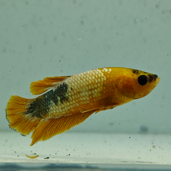 betta splendens man