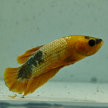 betta splendens man