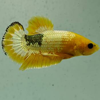betta splendens man