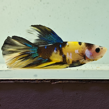 betta splendens man