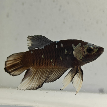 betta splendens man