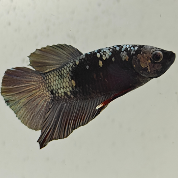 betta splendens man