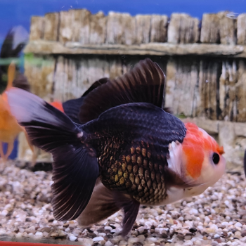 Red/Black apache oranda