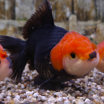 Red/Black apache oranda