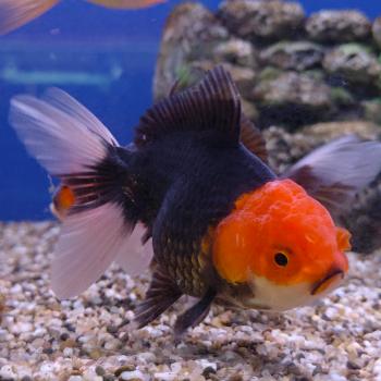 Red/Black apache oranda