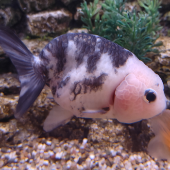 Ranchu Cow