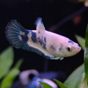 Betta splendens (vrouw) Blue panda