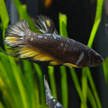 Betta splendens (vrouw) avatar copper