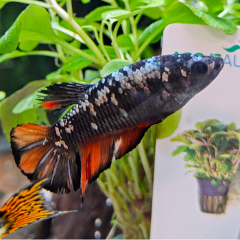 Betta splendens (vrouw) avatar copper