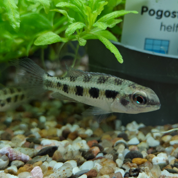 Dicrossus filamentosa
