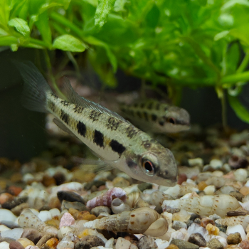 Dicrossus filamentosa