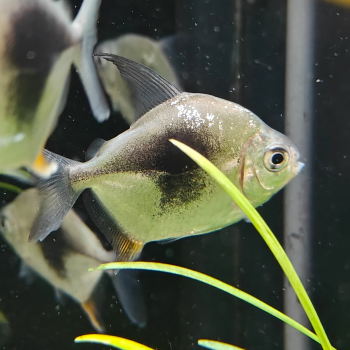 Myloplus lamax