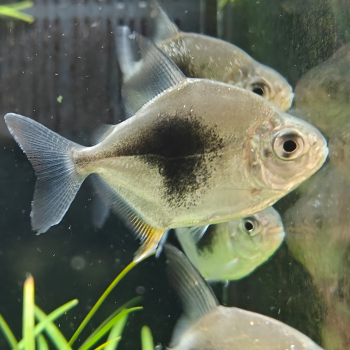 Myloplus lamax