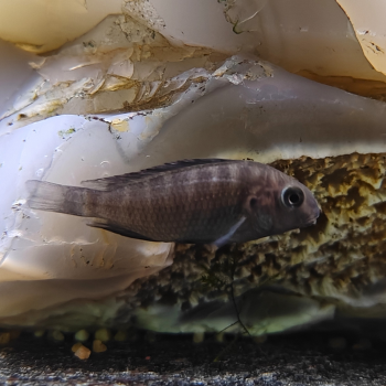 Tropheus moori ikola
