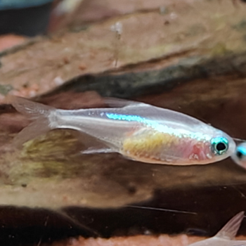 Paracheirodon innesi (geel)