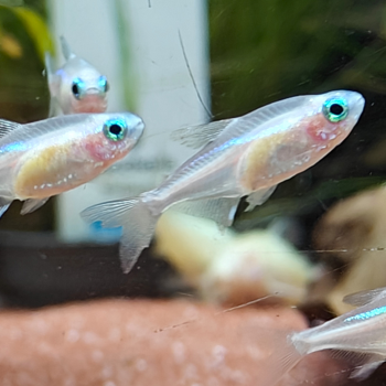 Paracheirodon innesi