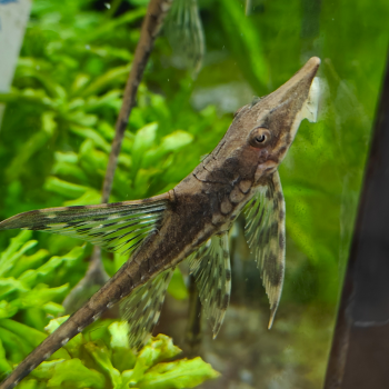 Sturisoma aureum
