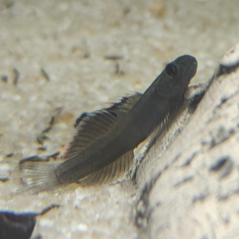 Lentipes dimetrodon