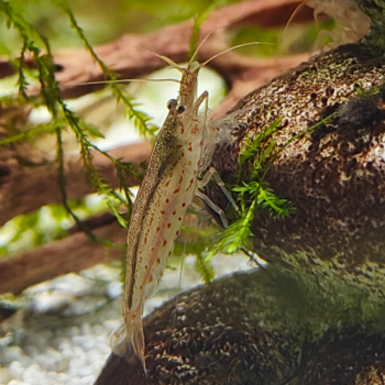 Caridina japonica