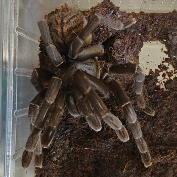 Haplopelma longipus