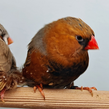 zebravink roodborst man