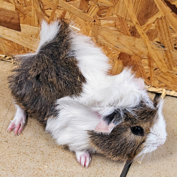 kruin cavia