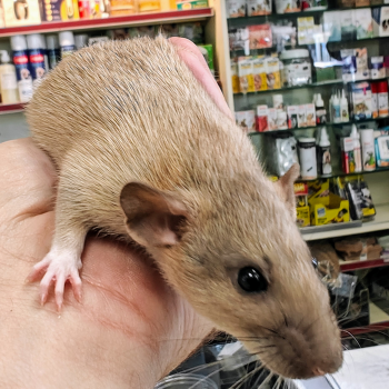 jonge rat