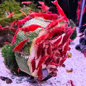 Neocaridina heteropoda sakura