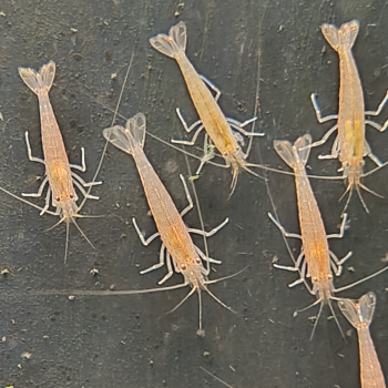 Caridina japonica (Sunset)