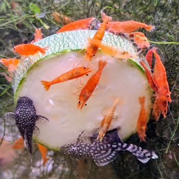 Neocaridina davidi (sakura orange)
