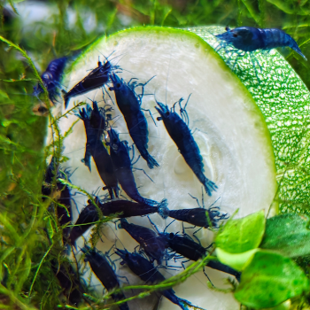 Neocaridina davidi var. (blue diamond)