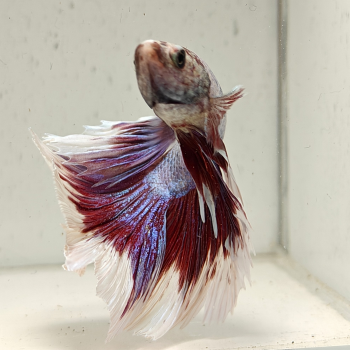 betta splendens man